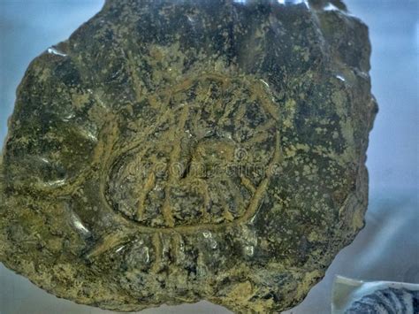 fossil el salvador